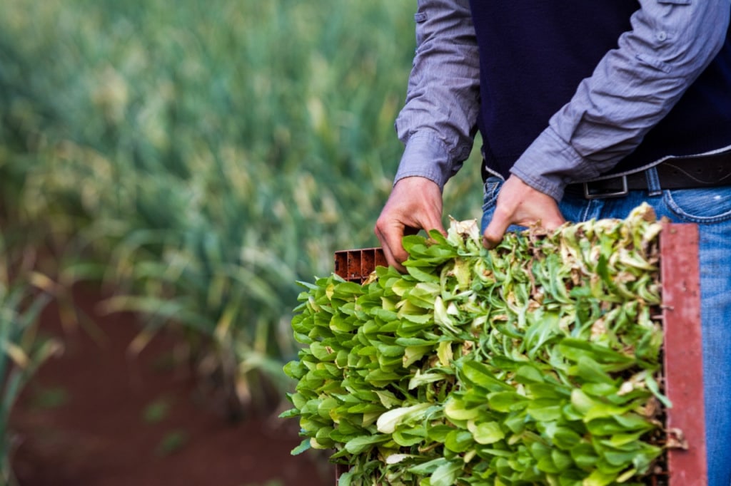 Intro to Market Gardening | Milkwood Permaculture, 13 Sep 2014.