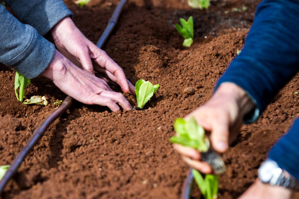 Intro to Market Gardening | Milkwood Permaculture, 13 Sep 2014.