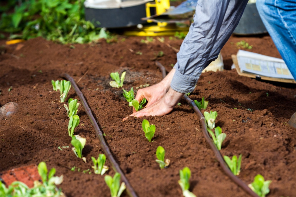 Intro to Market Gardening | Milkwood Permaculture, 13 Sep 2014.