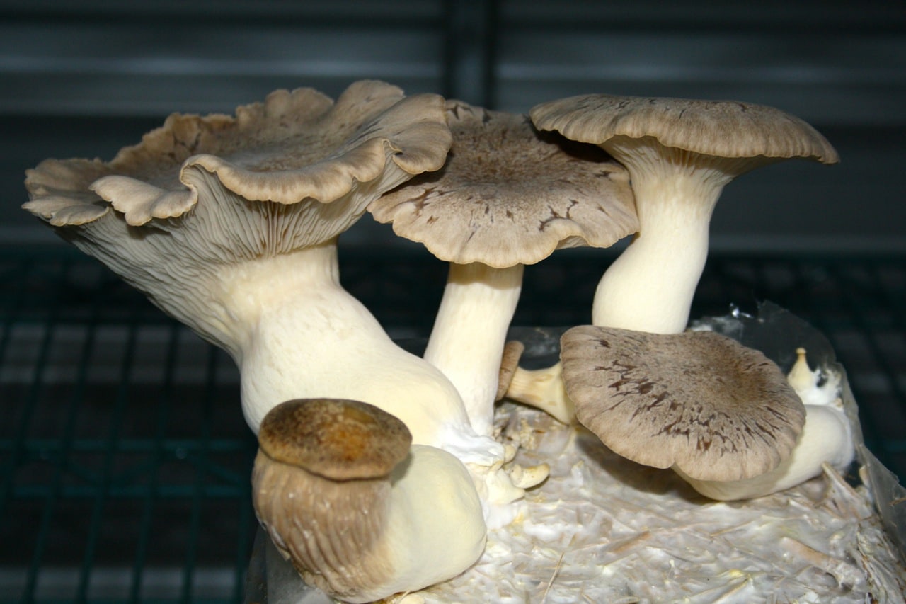 1410 gabe's mushrooms - 13