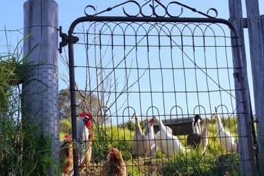 Visiting- Autumn Farm, Bega