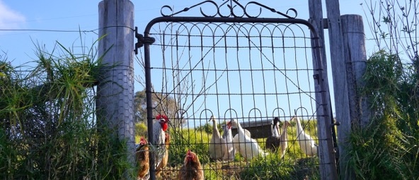 Visiting- Autumn Farm, Bega