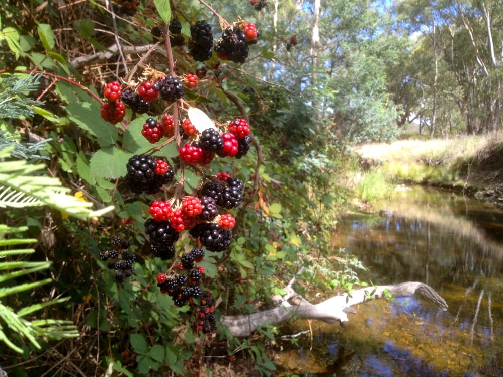 blackberries06