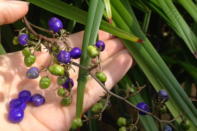 1411 foraging feature