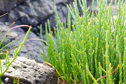 1412 samphire – feature