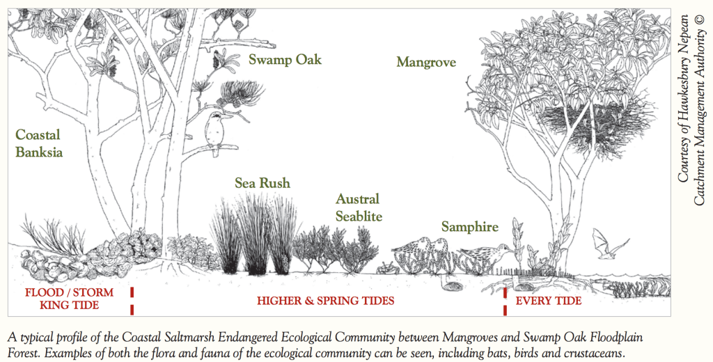 salt march ecological community