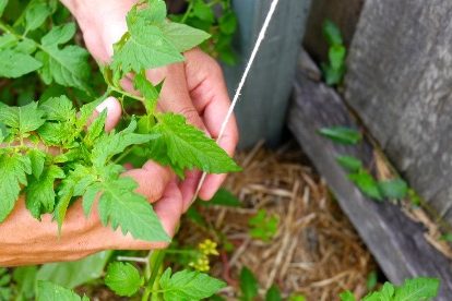 how-to-string-climbing-tomatoes-feature 640×276