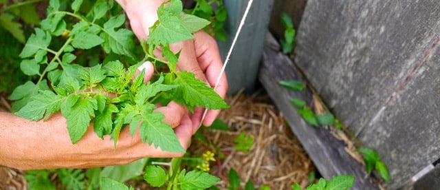 Gardening Tips: Use string line, board when planting vegetables - Rural  Messenger