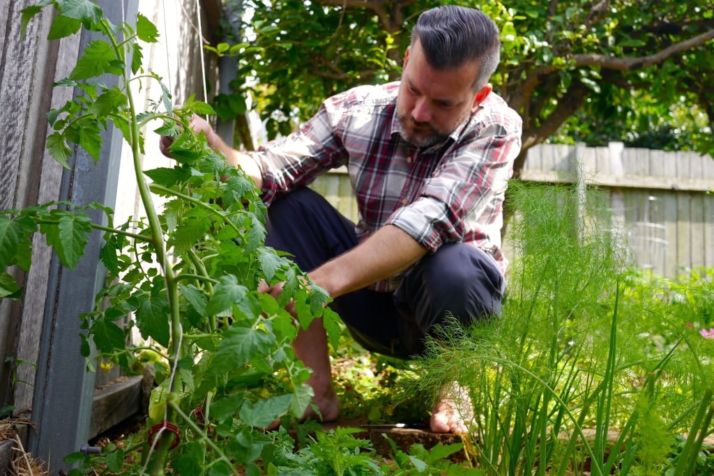 How to String up your Climbing Tomatoes