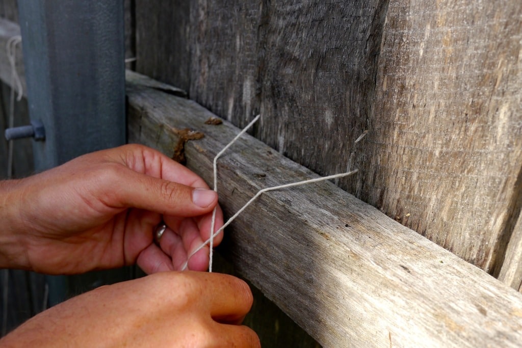 how to string climbing tomatoes04