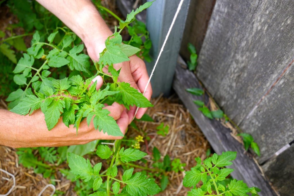 how to string climbing tomatoes06