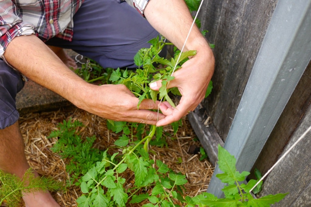 how to string climbing tomatoes07