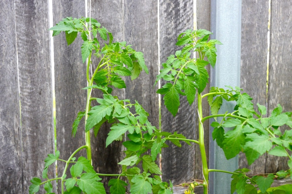 how to string climbing tomatoes09