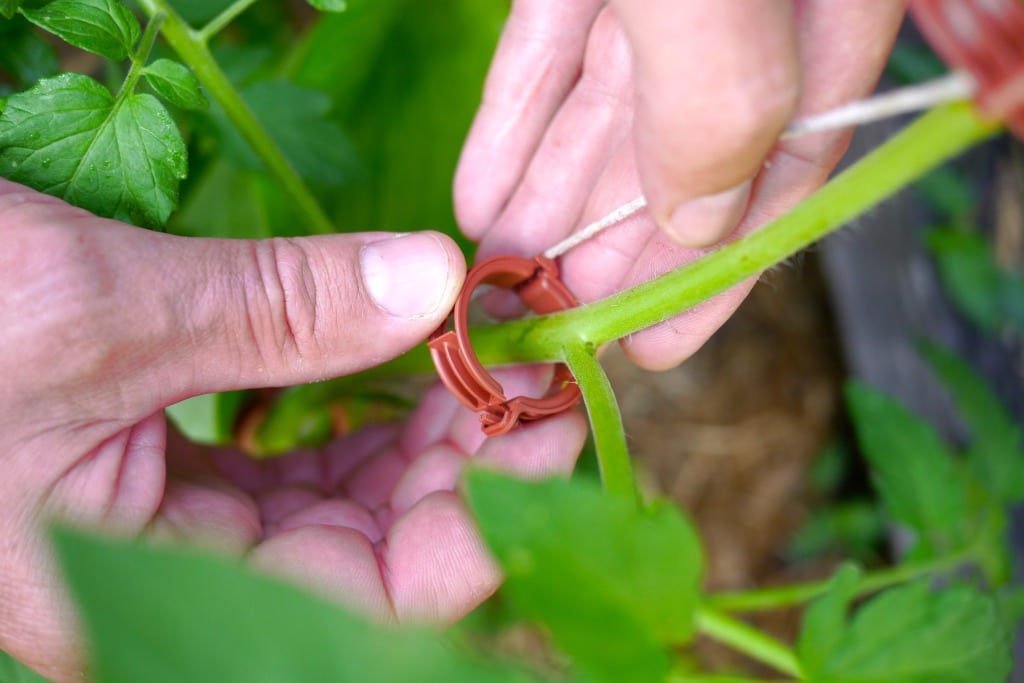 how to string climbing tomatoes12