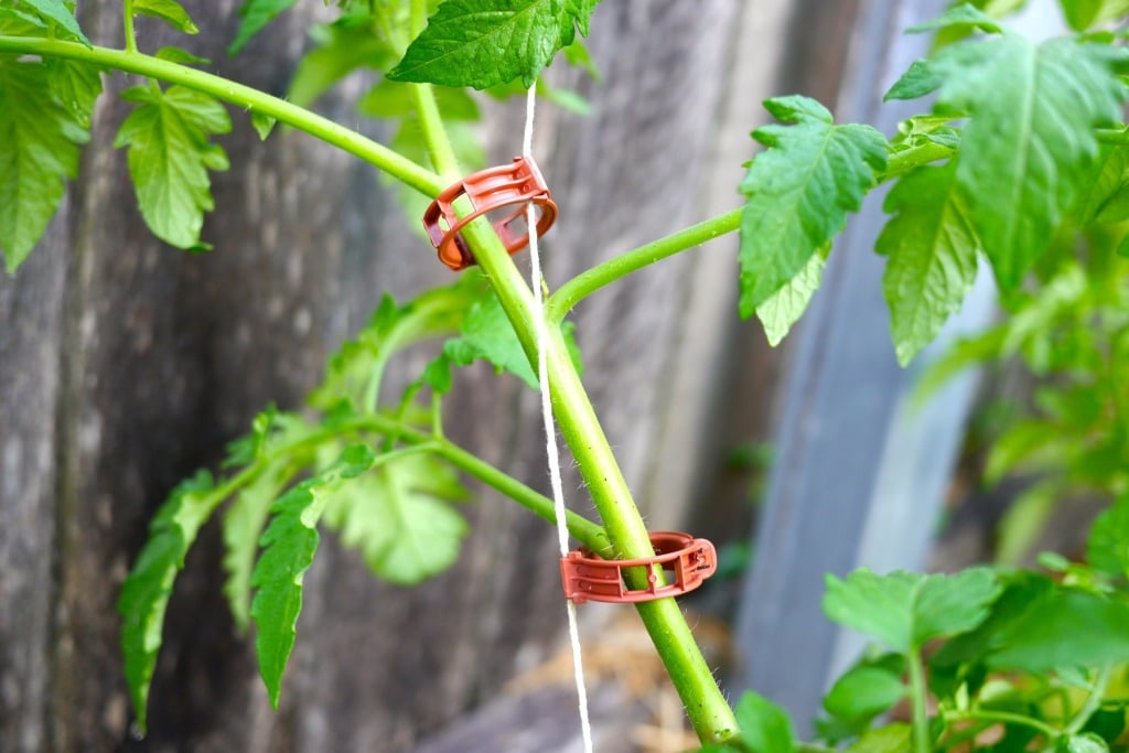 How To String Up Your Climbing Tomatoes