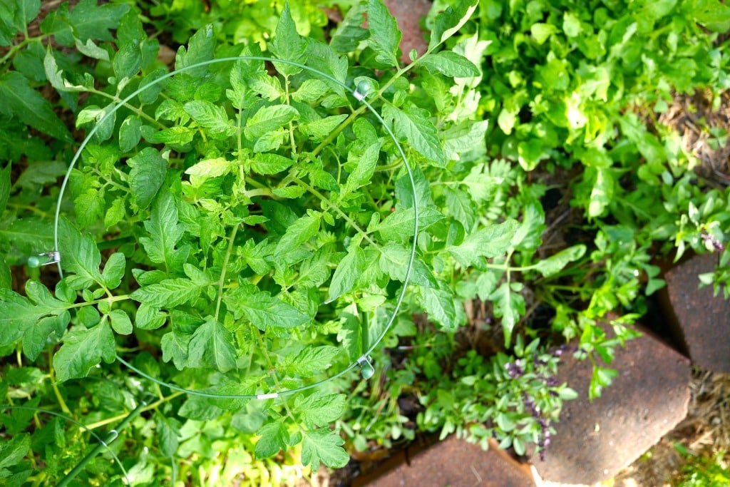 how to string climbing tomatoes15