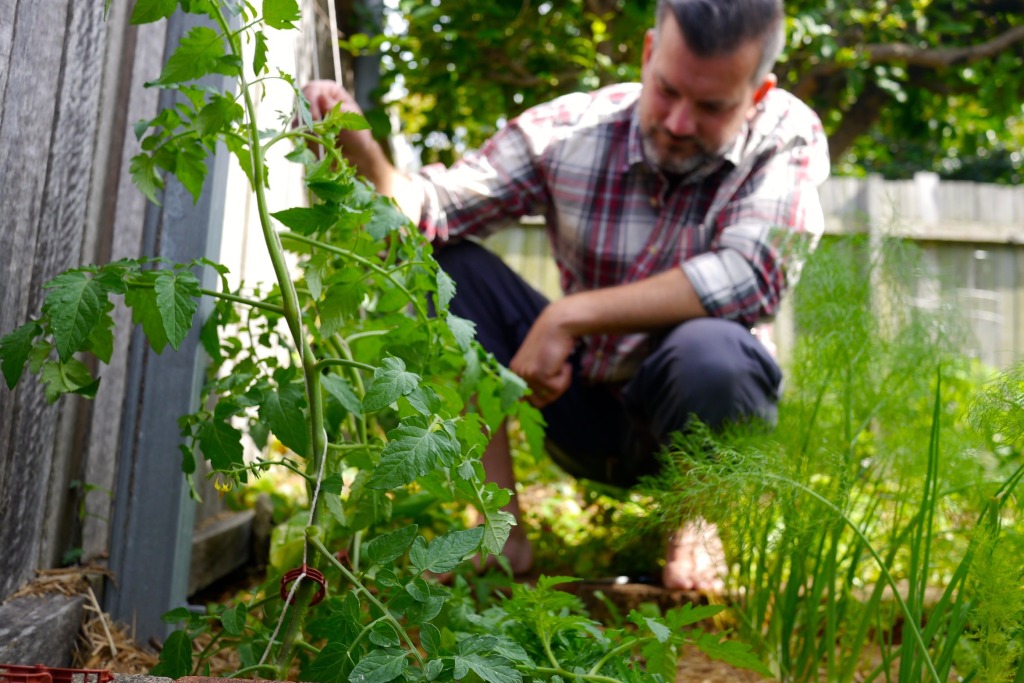 how to string climbing tomatoes16