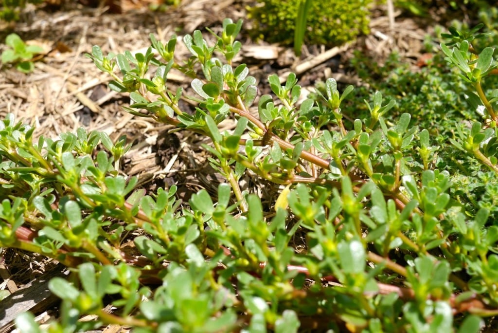 purslane