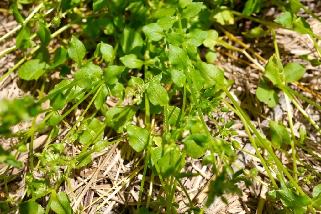 chickweed