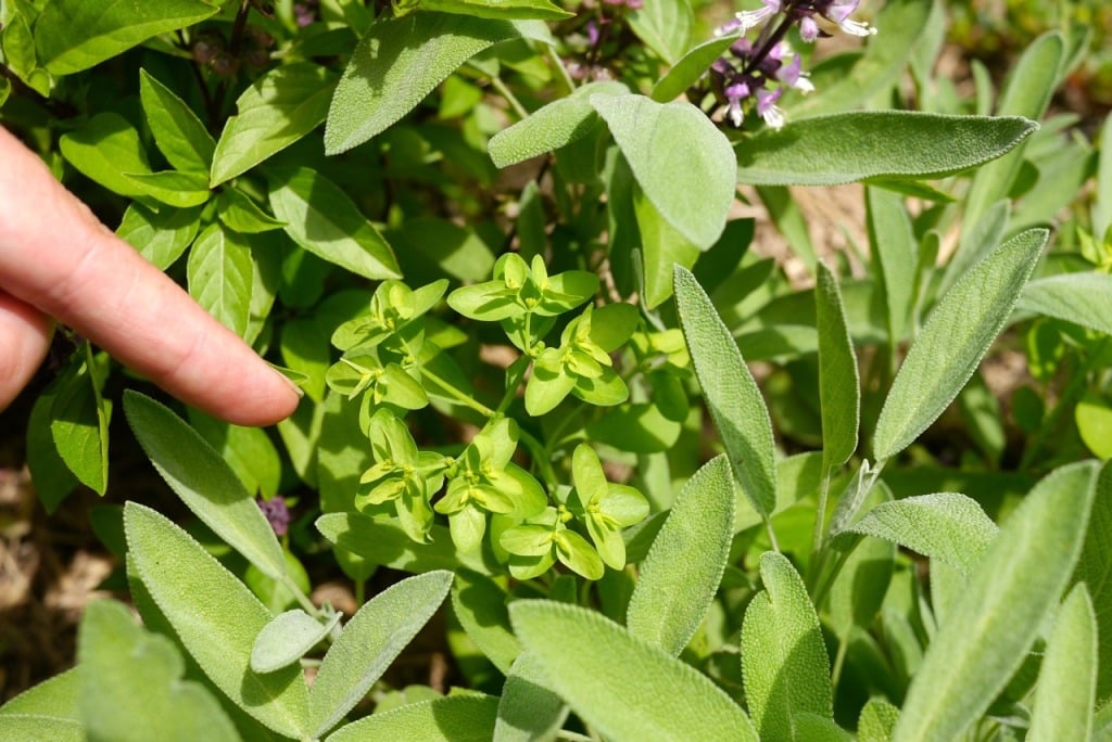 petty spurge