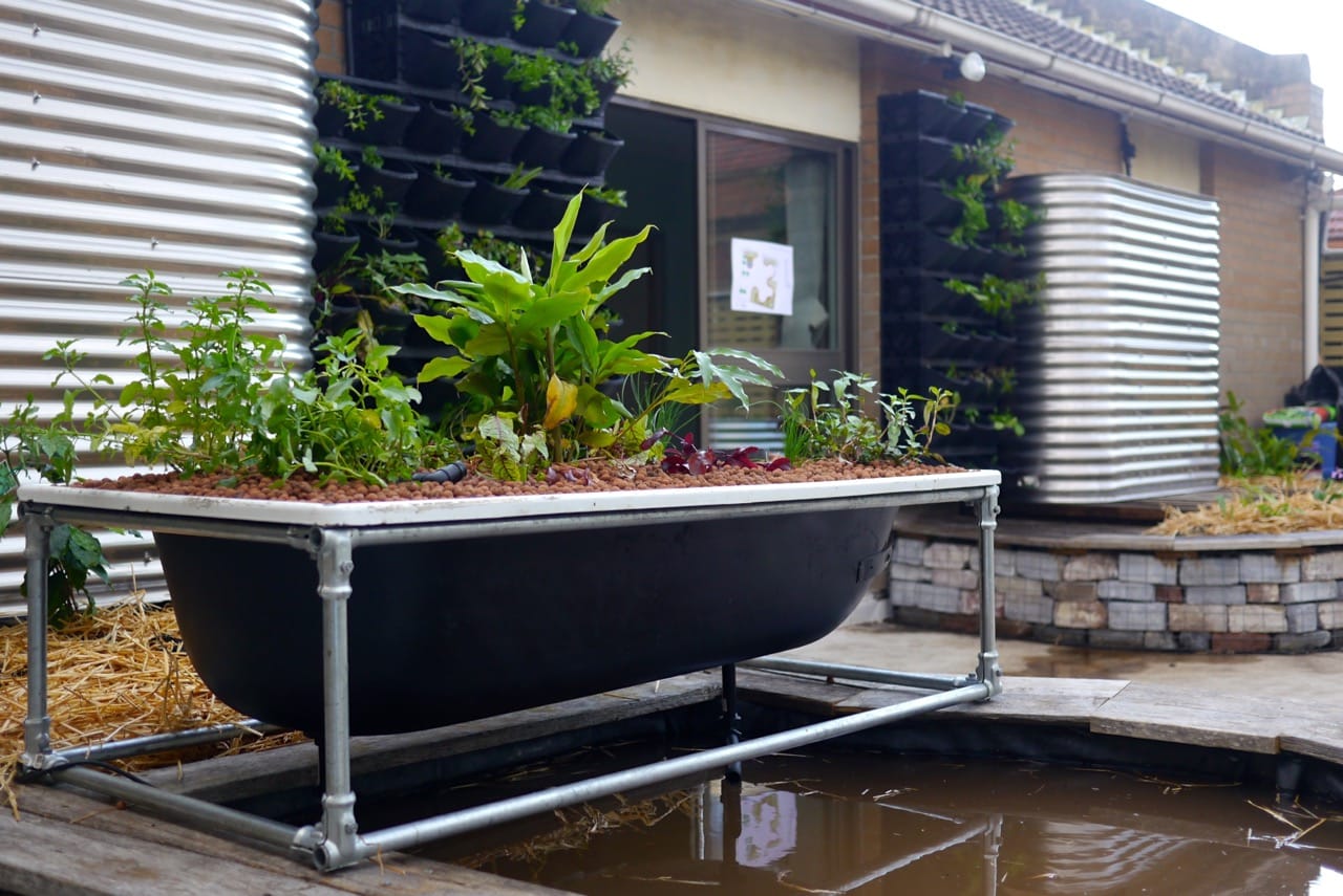 Making a DIY Bathtub Aquaponics System - Milkwood