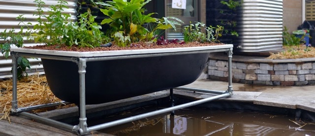 Making a DIY Bathtub Aquaponics System - Milkwood