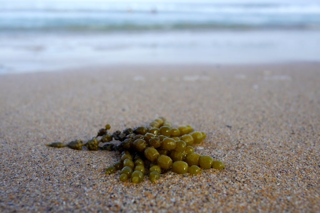 1501 seaweed foraging - 06