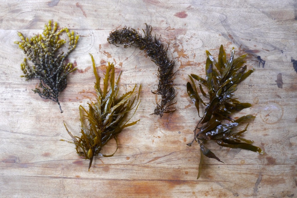 1501 seaweed foraging - 09