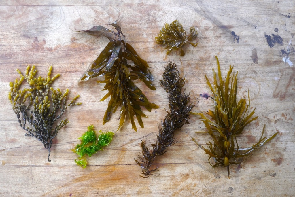 1501 seaweed foraging - 12