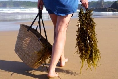 1501 seaweed foraging – 16