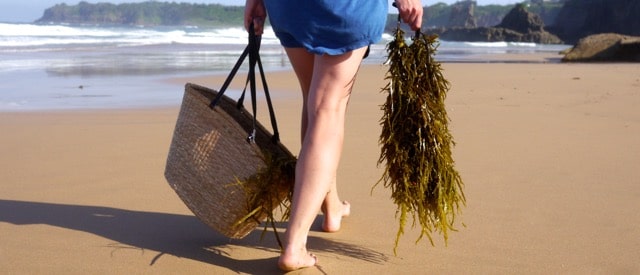1501 seaweed foraging – 16