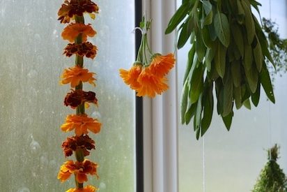 drying medicinal herbs 043