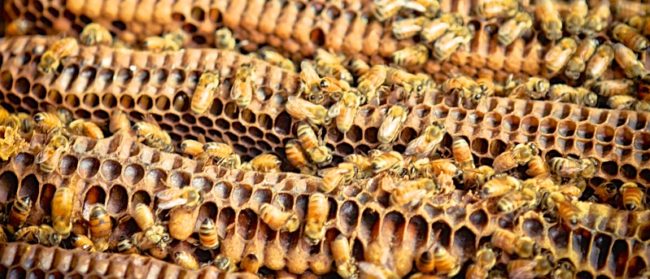 flow hive response 062