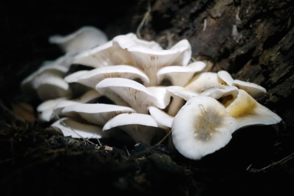 ghost fungus 038