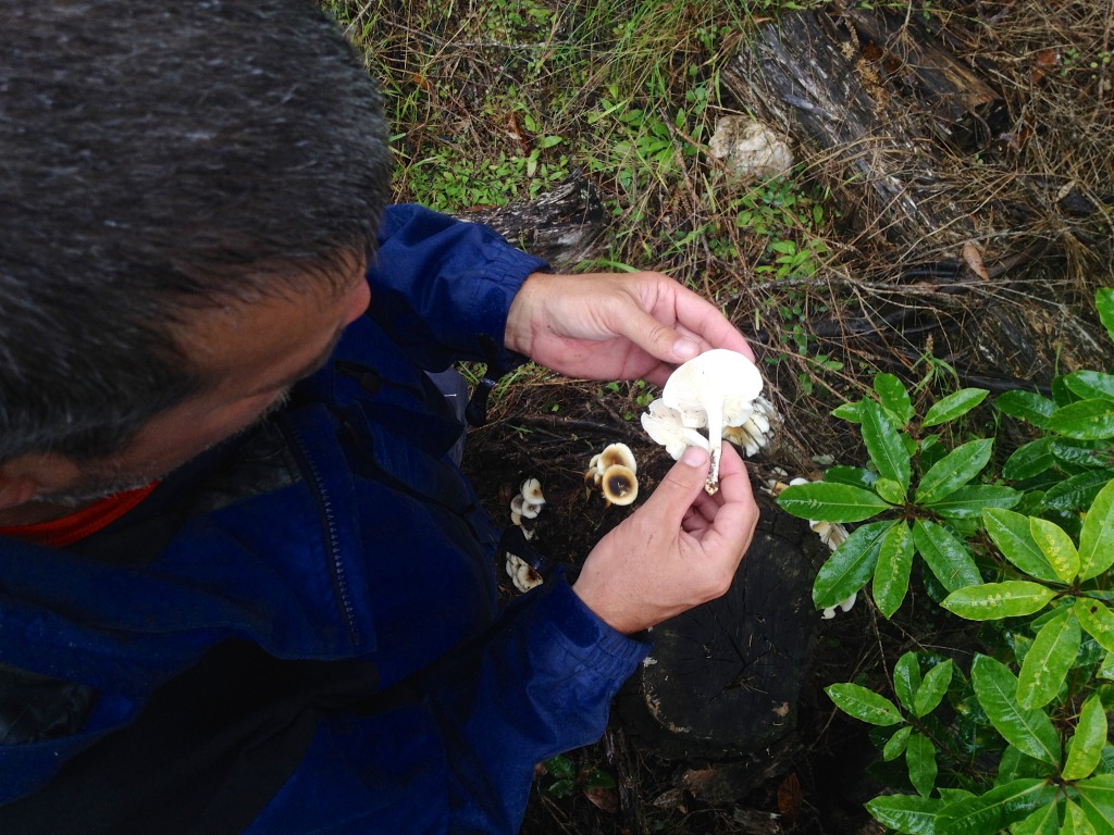 ghost fungus 042