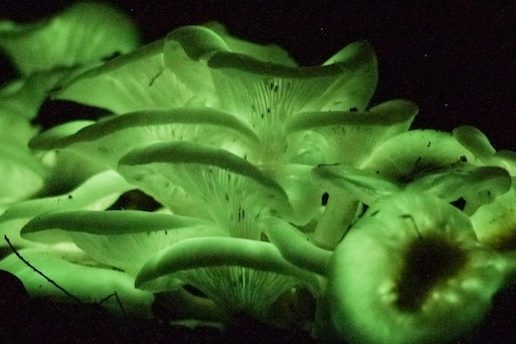 ghost fungus 046