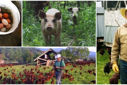 joel salatin webinars