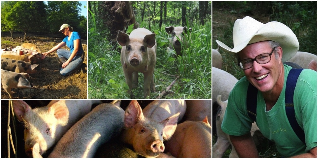 Joel Salatin pastured pigs webinar