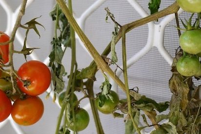 ripening tomatoes upside down 056