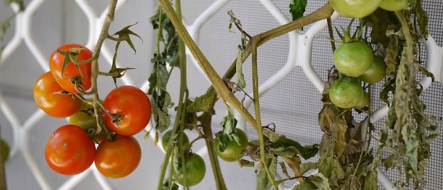 ripening tomatoes upside down 056