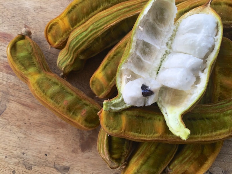 Foraging Ice Cream Beans - Inga edulis - Milkwood