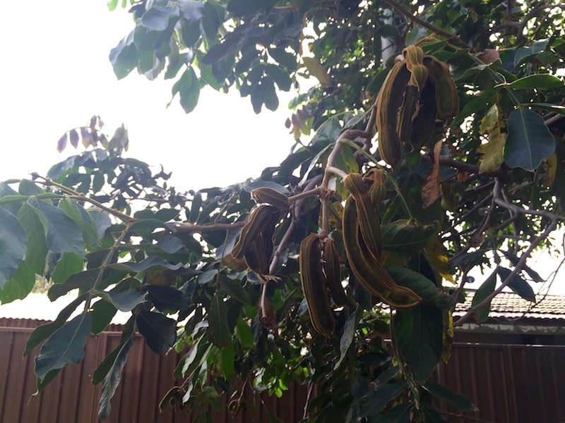 Ice Cream Bean Live Plant (Inga Edulis)