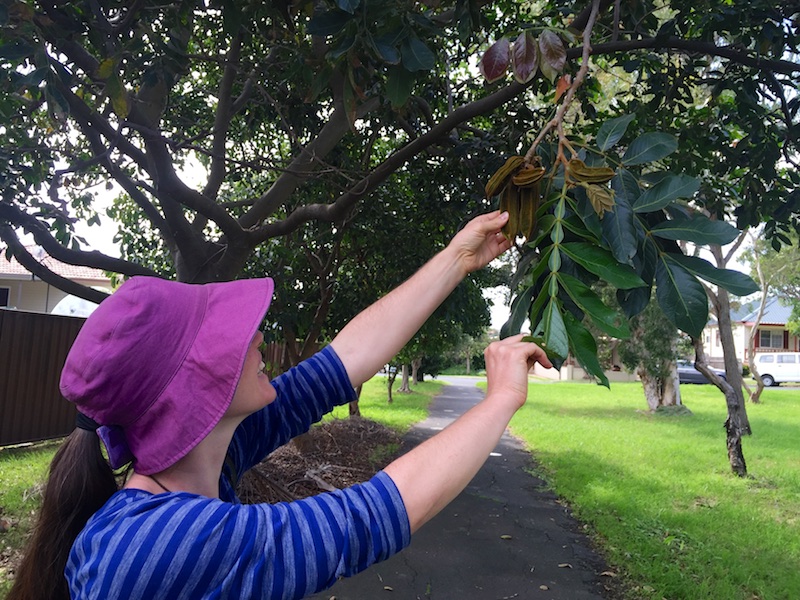 ice cream bean tree size