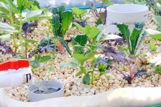 matts aquaponics feature 097