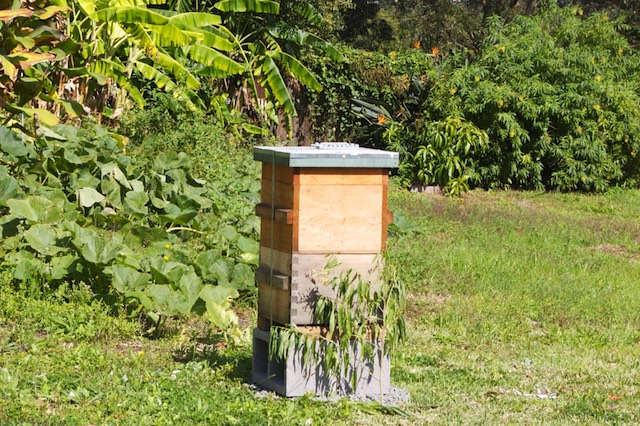 Autumn Beginner Beekeepers 2