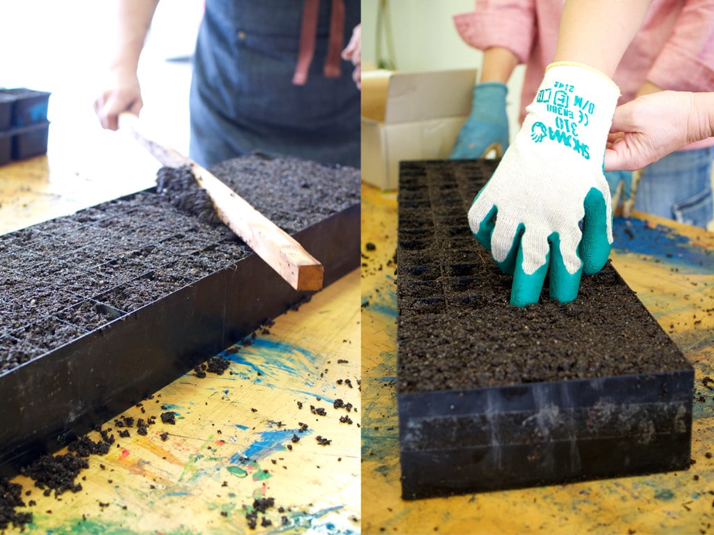 Tamping off seed-raising mix into trays.