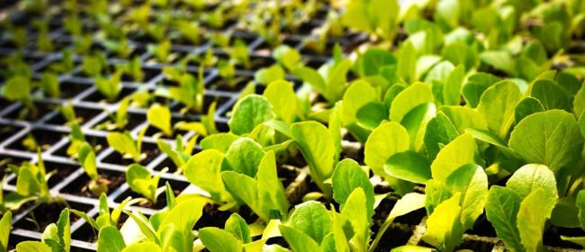 Happy seedlings, growing in trays.