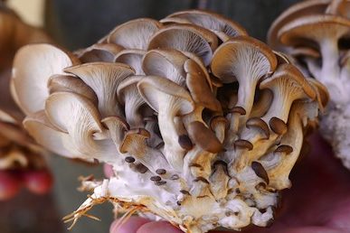 DIY mushroom pasta (1)