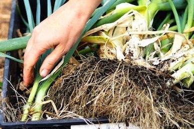 June 107 Rooftop Garden day