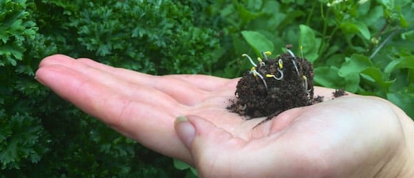 Making seed balls